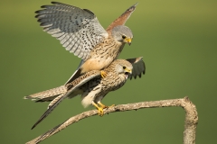 Kestrels mating