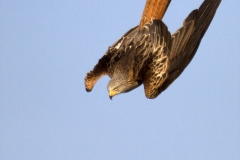Kite diving