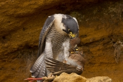 Peregrine and partridge