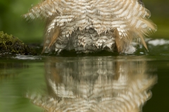 Sparrowhawk