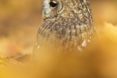 Tawny Owl in Autumn leaves