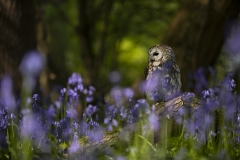 Tawny in Bluebells