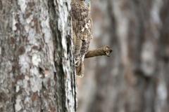 Tawny
