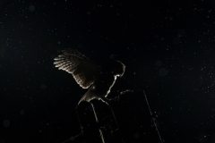 Tawny owl in the rain