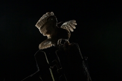 Tawny owl