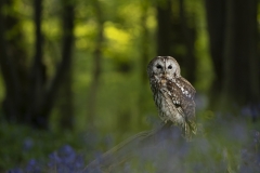 Tawny