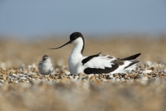Avocet and chick