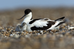 Avocet and chick
