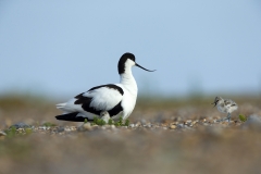 Avocet and chicks
