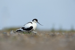 Avocet and chicks