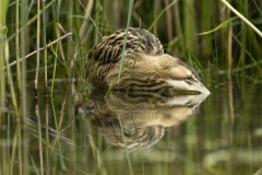 Bittern