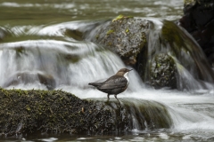 Dipper