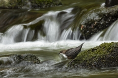 Dipper