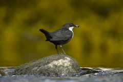 Dipper