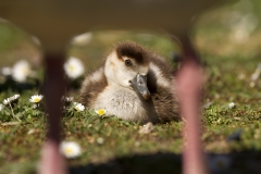 Egyptian Goose gosling