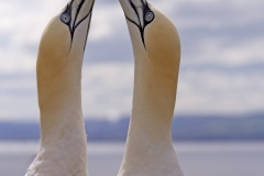 Gannet greeting