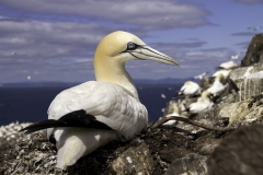 Gannet nesting