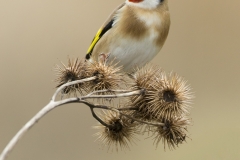 Goldfinch on seeds