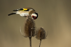 Goldfinch on teasel