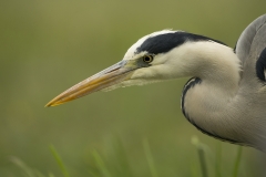 Grey heron