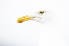 Gull portrait