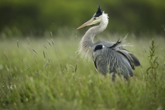 Heron in grass