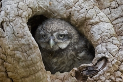 Little Owl
