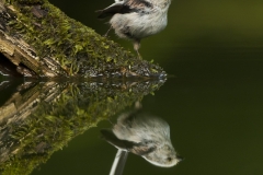 Long tailed tit