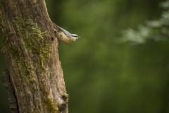 Master of the forest
