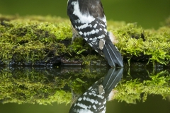 Middle spotted woodpecker