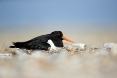 Oystercatcher