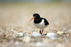 Oystercatcher