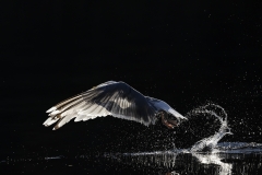 Phantom