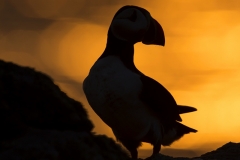 Puffin silhouette