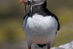 Puffin