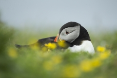 Puffin