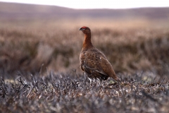 Red Grouse