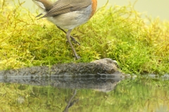 Robin reflection