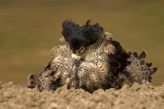Ruff displaying