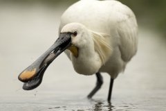 Spoonbill