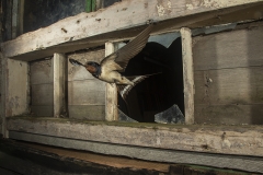 Swallow exit