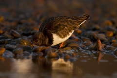 Turnstone turning