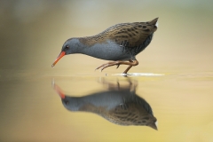 Water Rail
