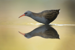 Water Rail