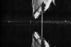 Heron portrait