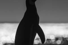 Penguin silhouette