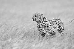 Cheetah