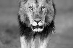 The Look