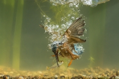 Kingfisher catching fish underwater