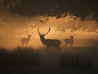 Deer